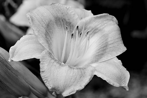 Black and white flower stock photo