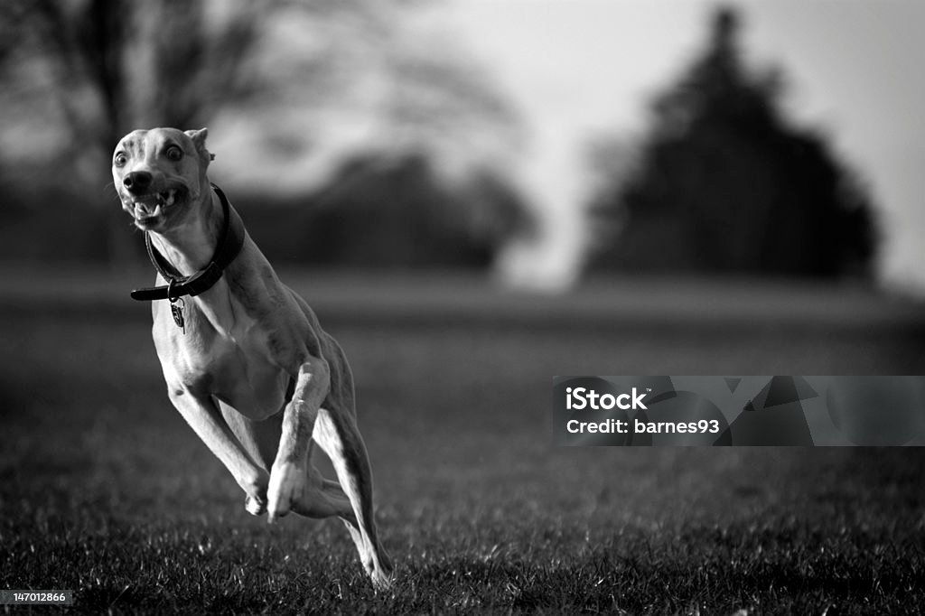 Corrida Lebréu - Foto de stock de Galgo royalty-free