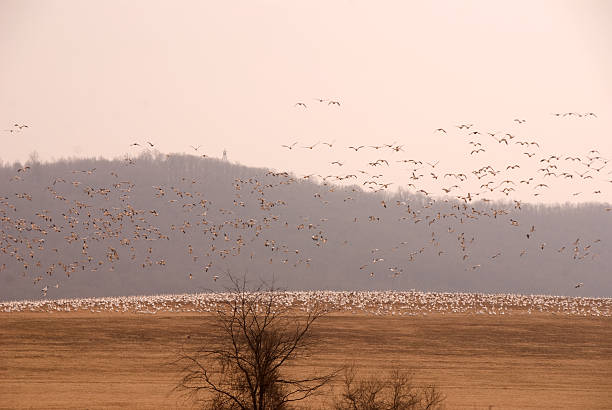 Swarm of snow geese in the air stock photo