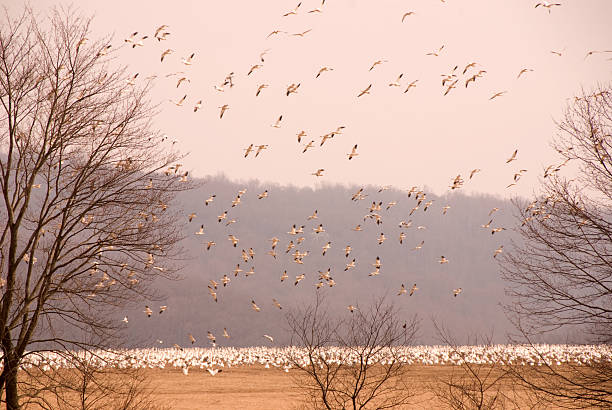 Flock of snow geese, in flight and on ground stock photo