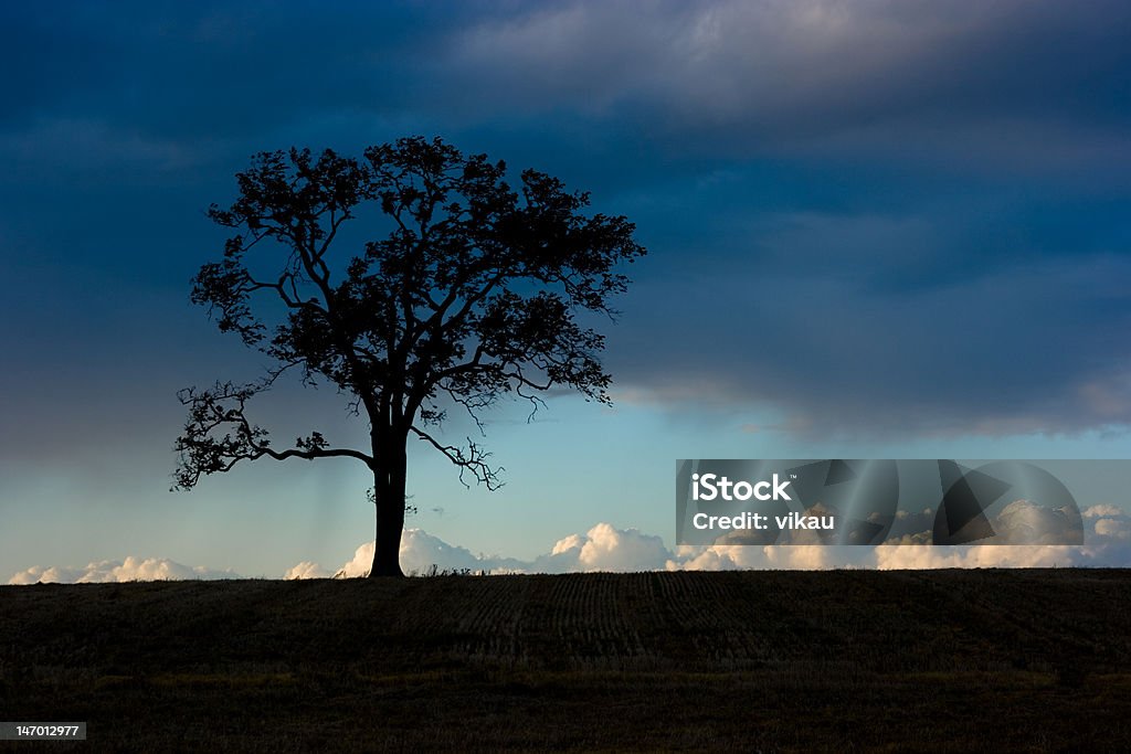 lonely tree Blue Stock Photo