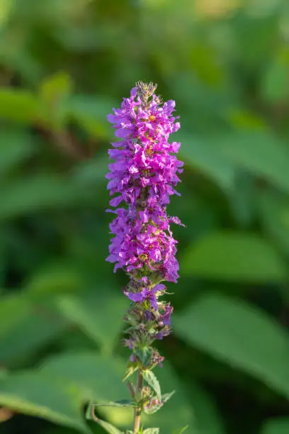 Purple loosestrife (Lythrum salicaria) flower