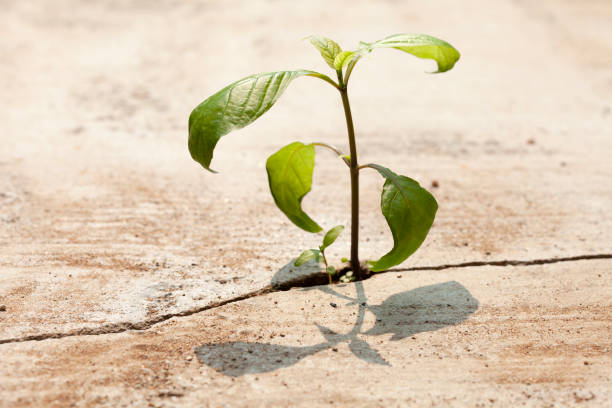 istock Young plants growing in a crack on a concrete footpath. Conquering adversity concept. 1470130930