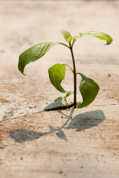 istock Young plants growing in a crack on a concrete footpath. Conquering adversity concept. 1470130935