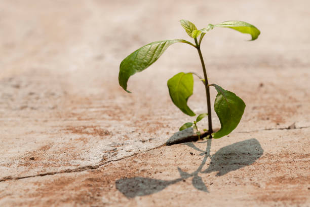 istock Young plants growing in a crack on a concrete footpath. Conquering adversity concept. 1470130941