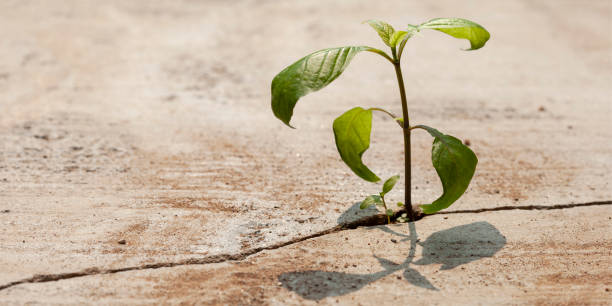 istock Young plants growing in a crack on a concrete footpath. Conquering adversity concept. 1470130947