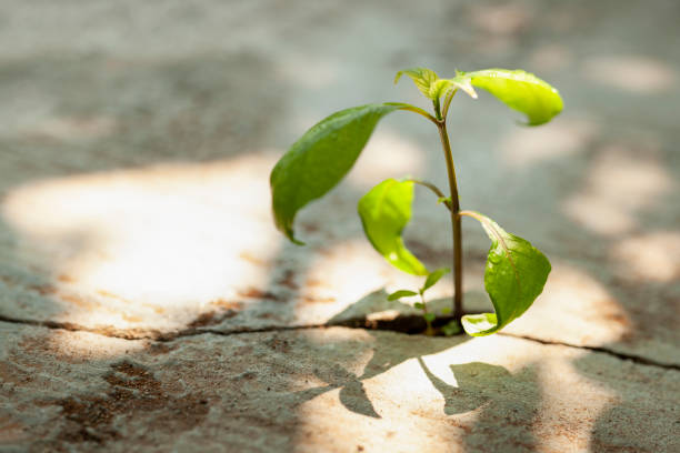 Young plants growing in a crack on a concrete footpath. Conquering adversity concept.