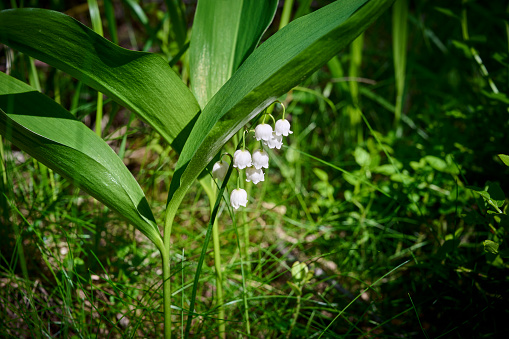 Lily of the valley flower. The first forest flowers. Beautiful spring floral background