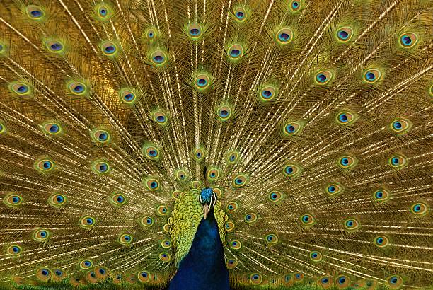 Blue peacock (male), Pavo cristatus