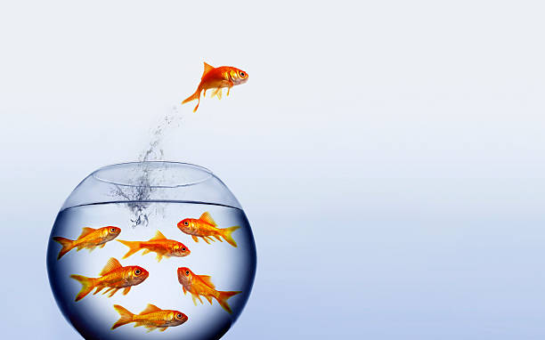 istock Goldfish in a bowl with one jumping out 147013310