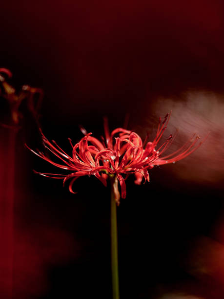 higanbana 彼岸花 red spider lily stock pictures, royalty-free photos & images