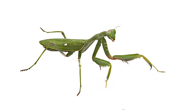 istock Green mantis isolated on white background 147013332