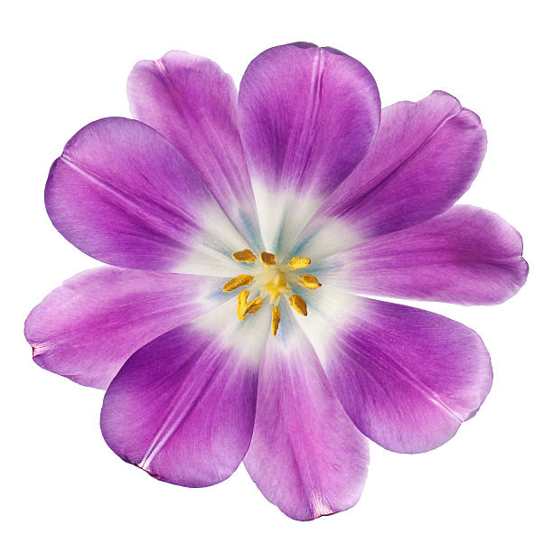 istock purple tulip isolated on white background 147013424