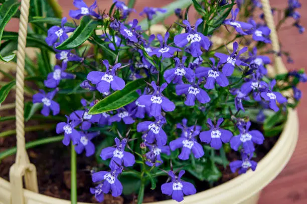 Blooming blue Lobelia in a flower pot. Beautiful spring floral background.