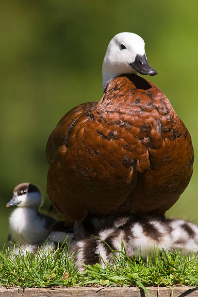 Paradise Shelduck and her ducklings stock photo