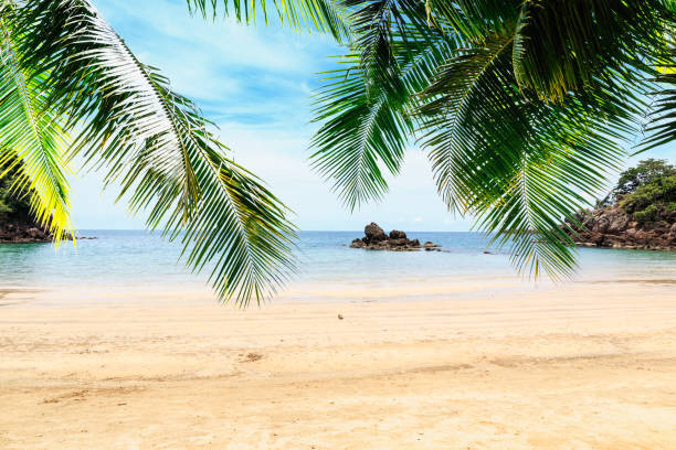 istock Palm  leaves and beach 1470137481