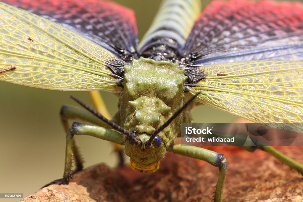 Wanderheuschrecke verbreitet Ihre wings - Lizenzfrei Bunt - Farbton Stock-Foto