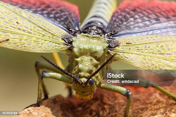 Locust Spreads Her Wings Stock Photo - Download Image Now - Animal Antenna, Animal Body Part, Free State Province