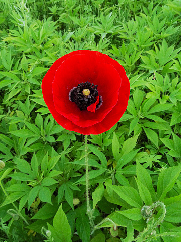 Single red poppy with its petals beginning to emerge in the sun. Papaver Commutatum 'Ladybird'