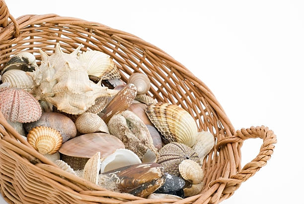 mussels in the creel on a white background