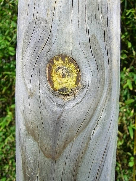 Pine plank with yellow knot stock photo