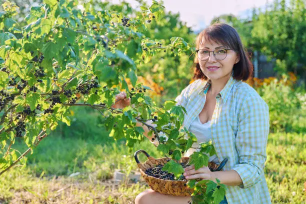 Smiling middle aged woman holding a basket of ripe blackcurrants. Harvesting currants in garden. Growing healthy organic berries, summer season, farm, farming, vitamin food concept