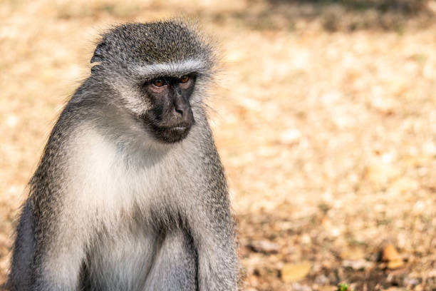 istock A vervet monkey in the bush 1470138453