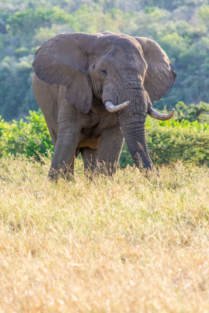 istock Wild african elephant in the bush 1470138741