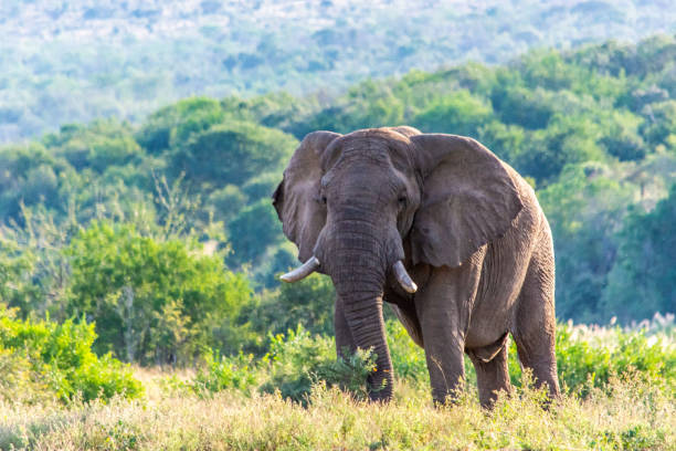 istock Wild african elephant in the bush 1470139541