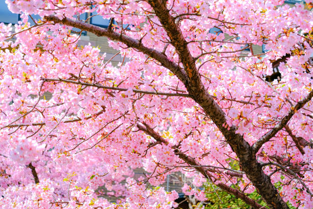 istock Beautiful full bloom cherry blossoms in Japan. 1470140073