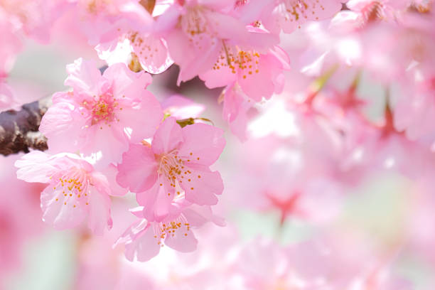 The cherry blossoms that bloom in spring are one of the pleasures of Japanese people.Please use it for background materials and postcard frames.