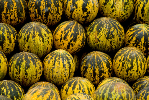 Fresh sweet watermelon on market stall as background. Ripe freshly picked water melons pile at farmers market