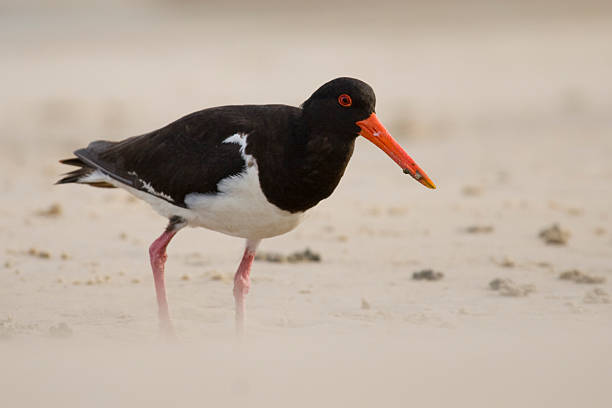 istock Wandering Oyster Catcher 147014057