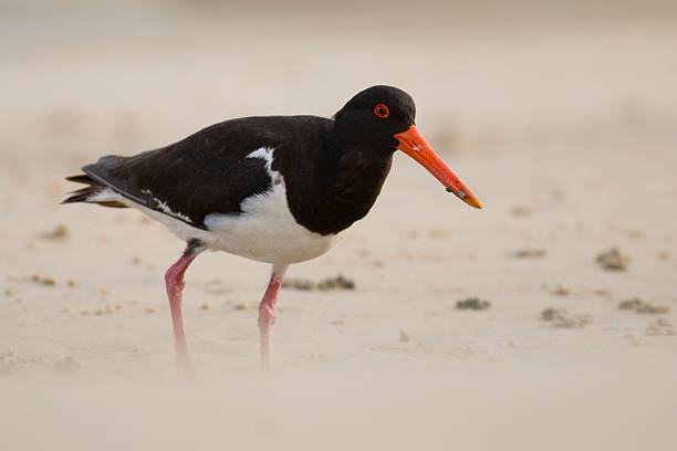 Wandering Oyster Catcher stock photo
