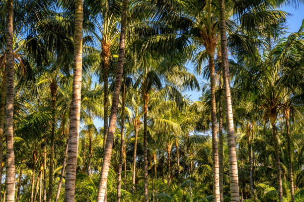 istock Dense forest of palm trees as exotic texture 1470141020