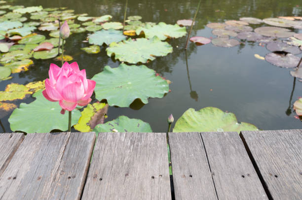 wooden table on the walkway natural lotus pond background