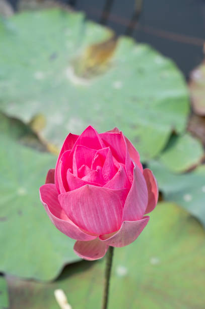 Vintage style lotus pond for nature background.