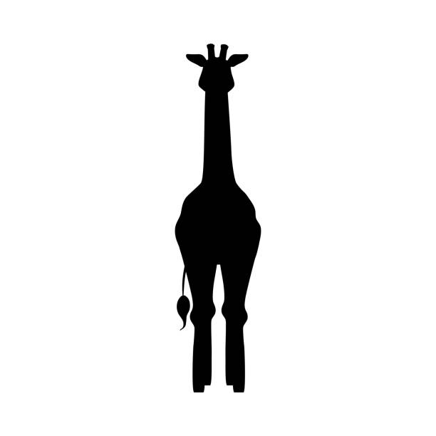 illustrazioni stock, clip art, cartoni animati e icone di tendenza di siluetta nera della giraffa stile piatto della vista anteriore, illustrazione vettoriale - length south high up climate