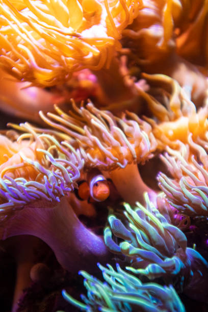 istock Orange cute tropical clown fish hiding on anemone close up underwater still 1470141053