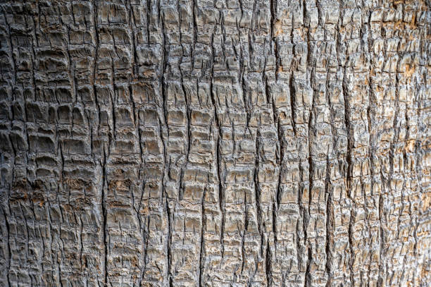 istock Rough tree bark of a palm tree as wooden texture 1470141087