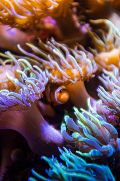 istock Orange cute tropical clown fish hiding on anemone close up underwater still 1470141105