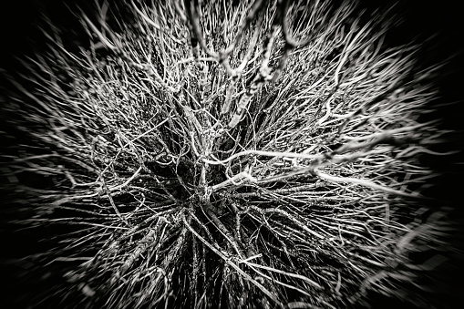 black and white shot of a dry bush