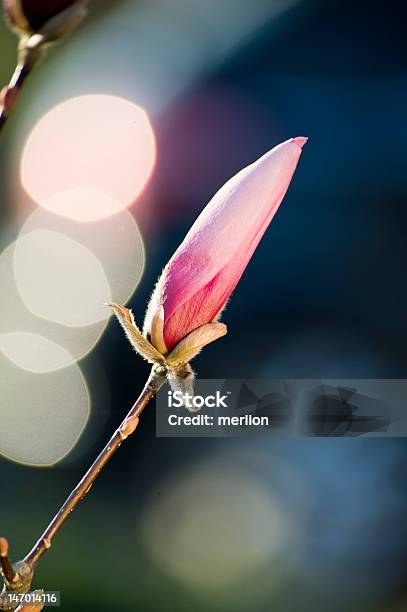Magnolia Stockfoto und mehr Bilder von Anreiz - Anreiz, Baum, Baumblüte