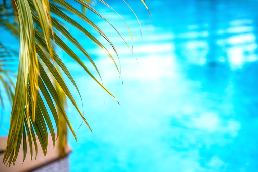 Part of a palm frond, with a pool in the background