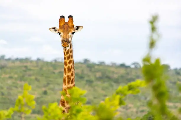The long neck of a giraffe emerging from the vegetation in the Hluhluwe-Imfolozi game reserve