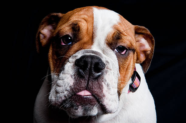 English Bulldog Puppy on Black Background stock photo