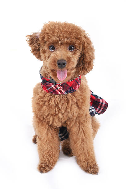 toy poodle stock photo