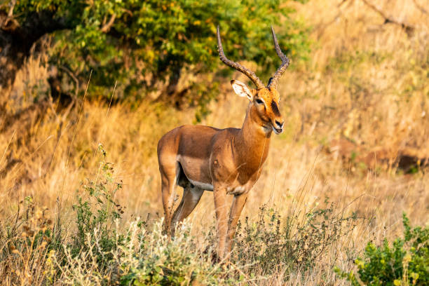 istock Impala antelope in the bush 1470142040