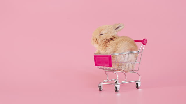 Little rabbit in shopping cart on isolate pink background screen
