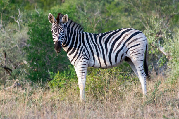 istock a zebra in the bush, looking at the camera 1470142310